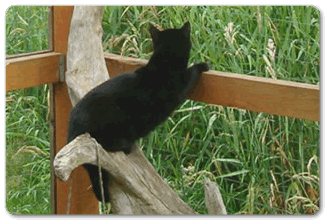 A Spoiled Cat Cottage Retreat