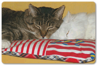 A Spoiled Cat Cottage Retreat - Policies