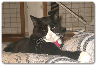 A Spoiled Cat Cottage Retreat - Rates