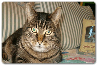 A Spoiled Cat Cottage Retreat - Reservations