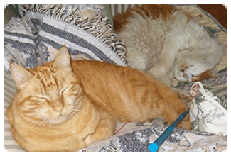 A Spoiled Cat Cottage Retreat - Testimonials